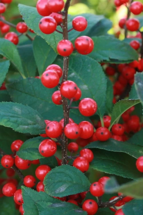 Male & Female Winterberry Holly Combo (2-Pack Of 3 Gallon Pots) - Image 7