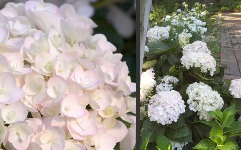 Blushing Bride Endless Summer Hydrangea - 3 Gallon Pot - Image 5