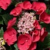 Cherry Explosion Hydrangea - 1 Gallon Pot