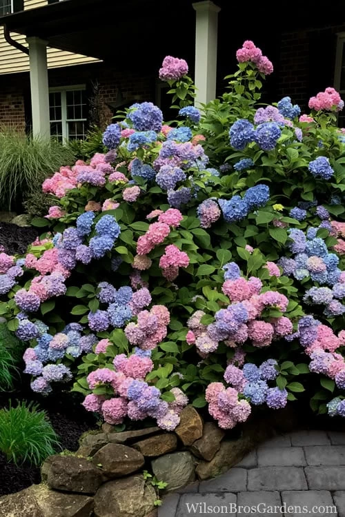 L.A. Dreamin Hydrangea - 3 Gallon Pot - Image 5