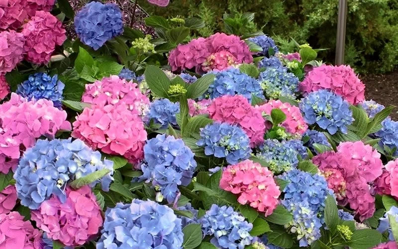 L.A. Dreamin Hydrangea - 3 Gallon Pot - Image 6