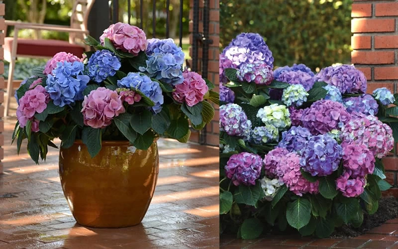 L.A. Dreamin Hydrangea - 3 Gallon Pot - Image 4