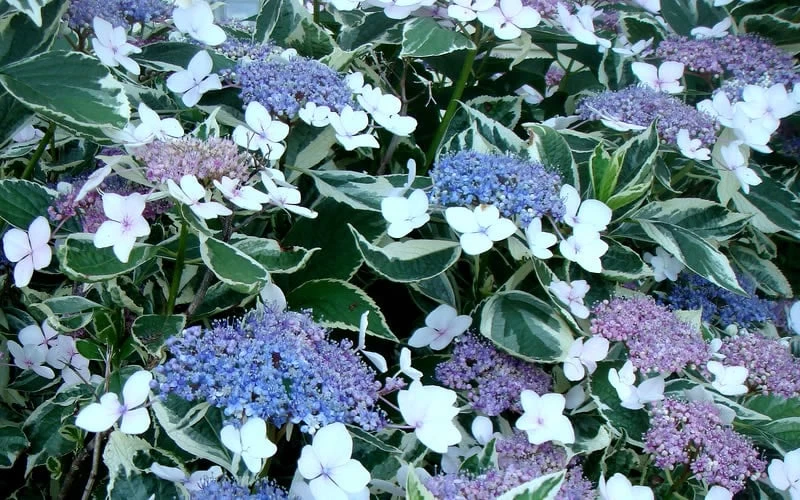 Mariesii Variegated Lacecap Hydrangea - 1 Gallon Pot - Image 3