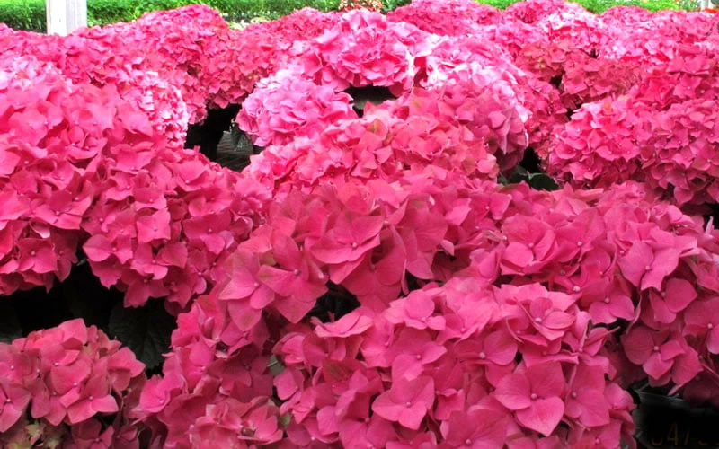 Merritts Supreme Hydrangea - 1 Gallon Pot - Image 4