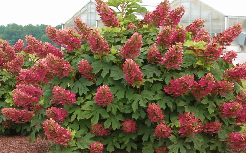 Ruby Slippers Dwarf Oakleaf Hydrangea - 3 Gallon Pot - Image 4
