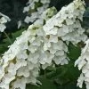 Snow Queen Oakleaf Hydrangea - 2 Gallon Pot