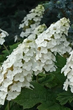 Snow Queen Oakleaf Hydrangea - 2 Gallon Pot
