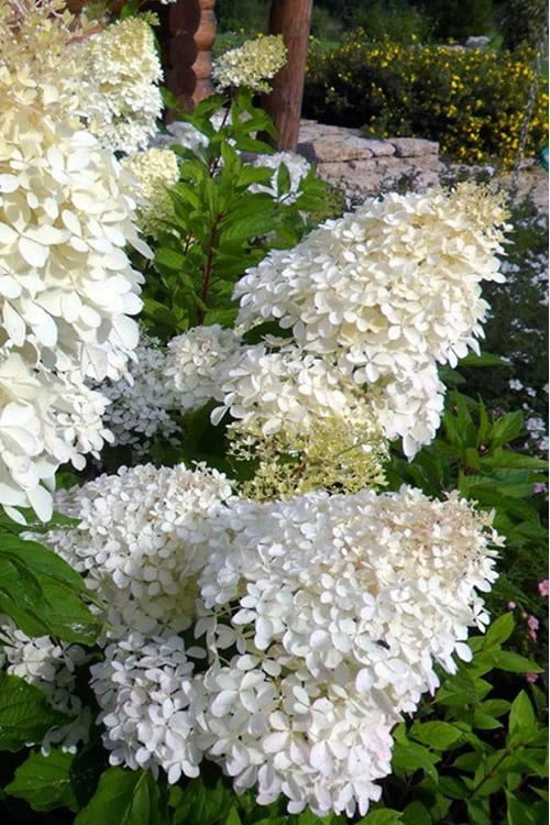 Phantom Hydrangea - 5 Gallon Pot - Image 5