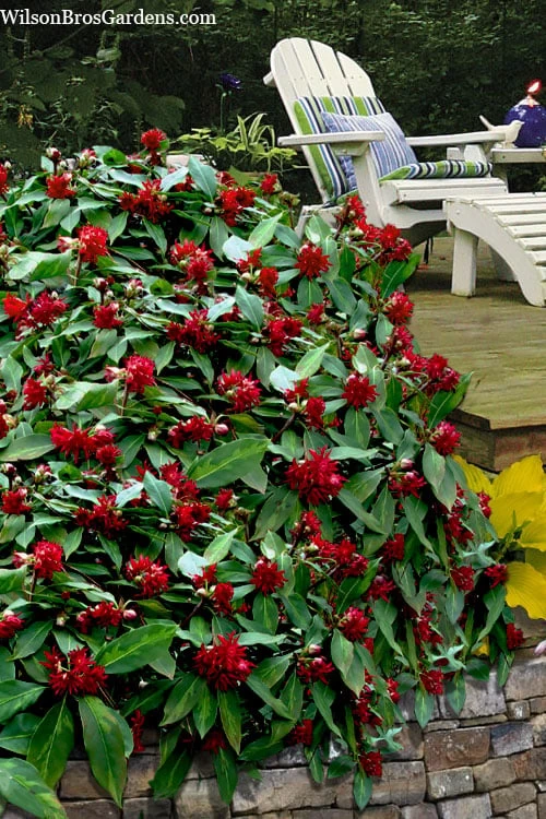 Miss Scarlett Florida Anise - Illicium Floridanum - 2 Gallon Pot