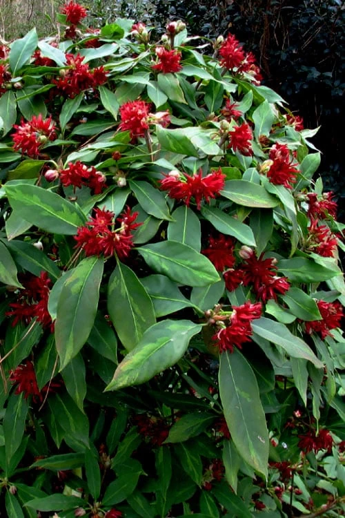 Miss Scarlett Florida Anise - Illicium Floridanum - 2 Gallon Pot - Image 5