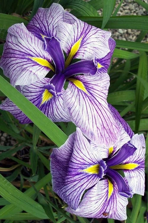 Anna Japanese Iris (Iris Ensata) - 1 Gallon Pot - Image 5