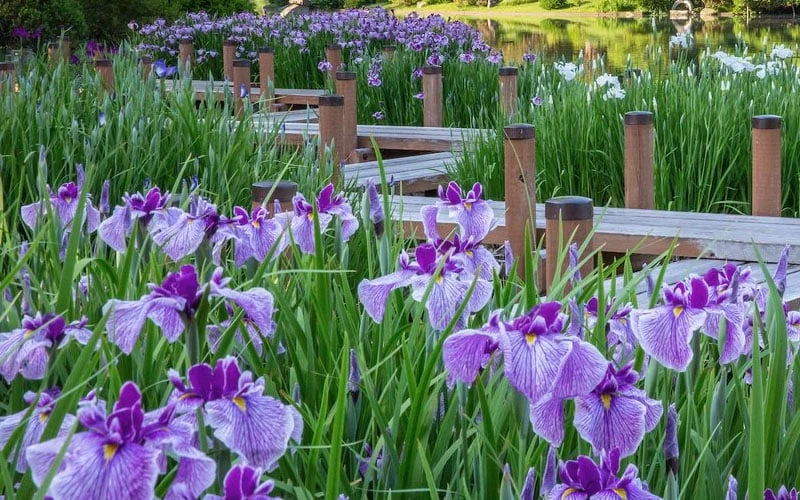 Anna Japanese Iris (Iris Ensata) - 1 Gallon Pot - Image 6