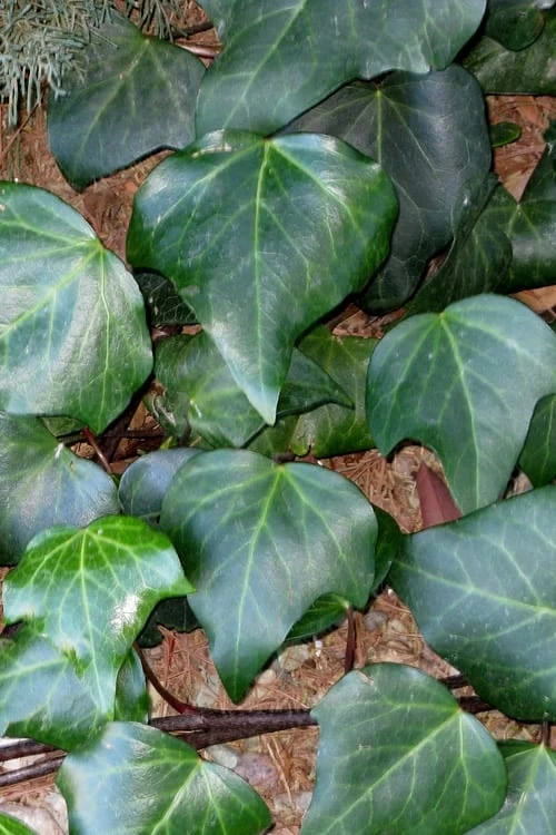 Algerian Ivy - Hedera Helix - 18 Count Flat Of Pint Pots