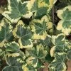 Golden Ingot Ivy - Hedera Helix - 3 Pack Of Pint Pots