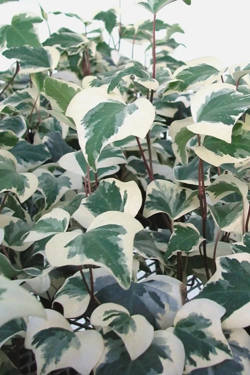 Variegated Algerian Ivy (Hedera Algeriensis 'Gloire De Marengo') - 5 Pack Of Pint Pots - Image 4