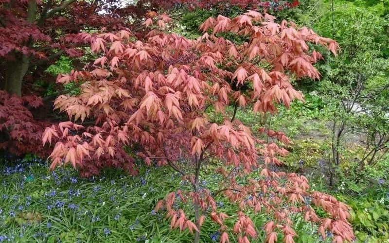 Amber Ghost Japanese Maple - 3 Gallon Pot - Image 4
