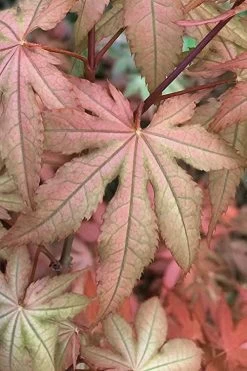 Amber Ghost Japanese Maple - 3 Gallon Pot