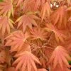 Autumn Moon Japanese Maple - 3 Gallon Pot (3-3.5')