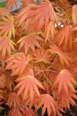 Autumn Moon Japanese Maple - 3 Gallon Pot (3-3.5')