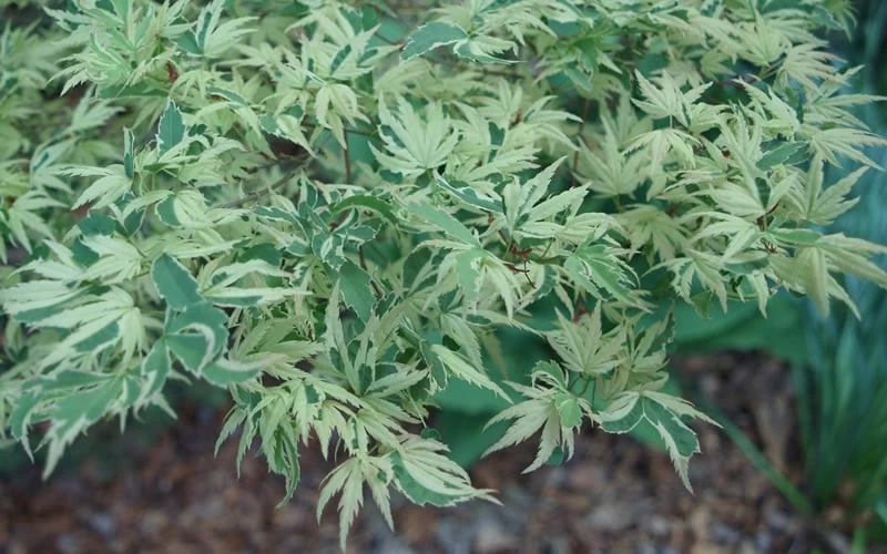 Butterfly Japanese Maple - 2 Gallon Pot - Image 7