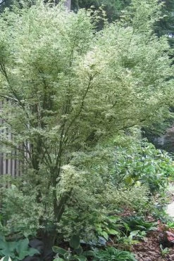 Butterfly Japanese Maple - 2 Gallon Pot