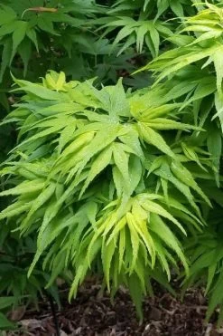 Mikawa Yatsubusa Japanese Maple - 2 Gallon Pot