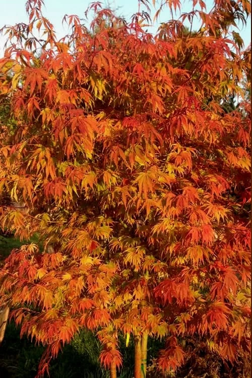 Orange Flame Japanese Maple - 5 Gallon Pot - Image 4