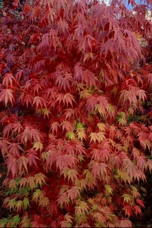 Orange Flame Japanese Maple - 5 Gallon Pot - Image 5