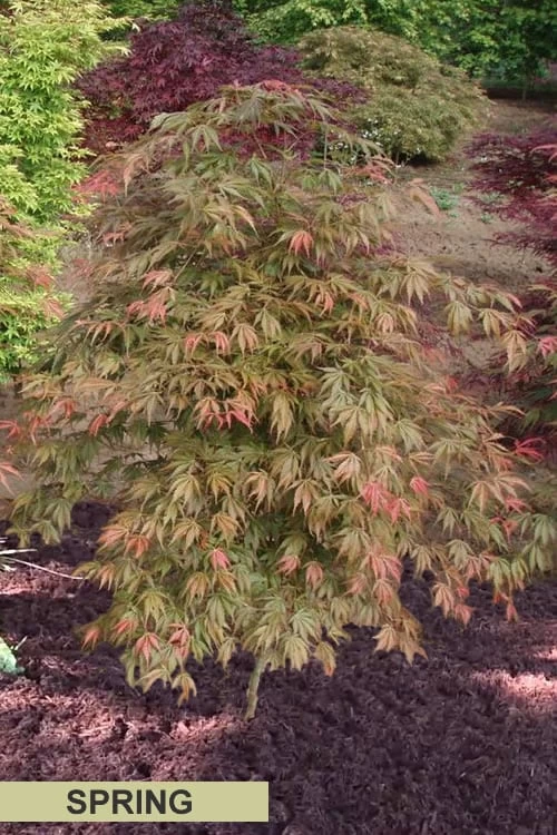 Orange Flame Japanese Maple - 5 Gallon Pot - Image 6