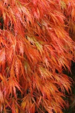 Orangeola Weeping Japanese Maple - 1 Gallon Pot (High Grafted Tree Form)