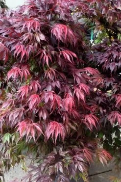 Oregon Sunset Japanese Maple - Acer Palmatum - 5 Gallon Pot