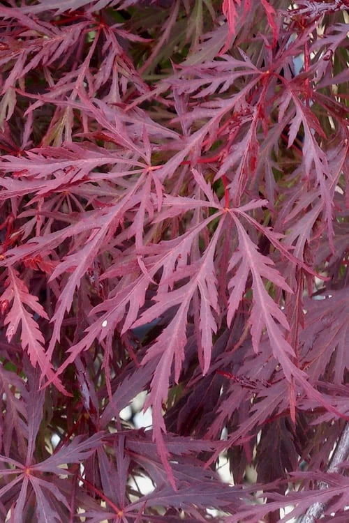 Red Dragon Dwarf Japanese Maple - 5 Gallon Pot - Image 6