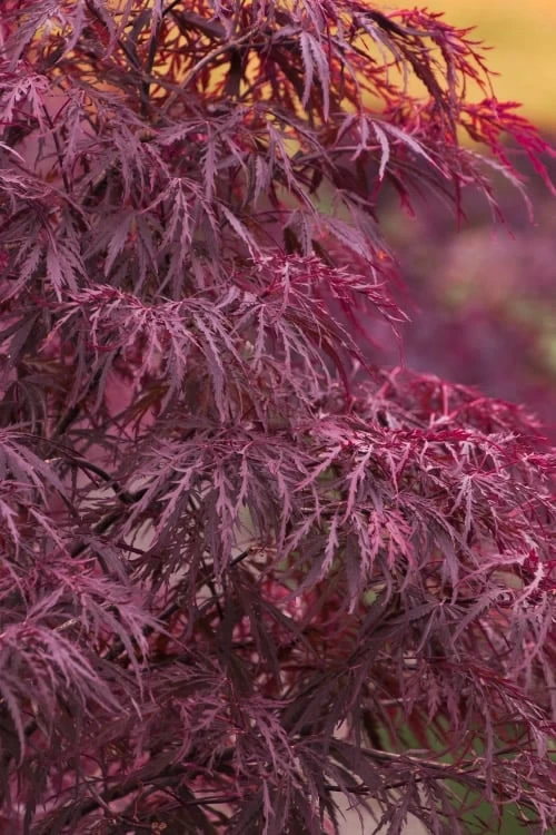 Red Dragon Dwarf Japanese Maple - 5 Gallon Pot