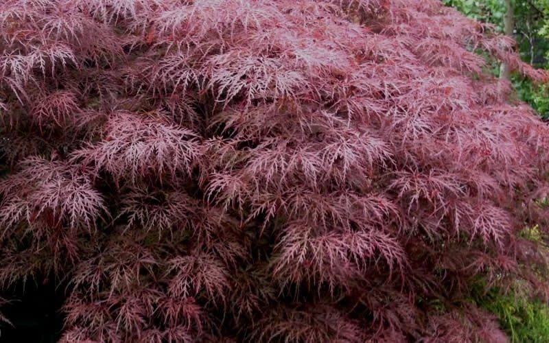Red Dragon Dwarf Japanese Maple - 5 Gallon Pot - Image 7