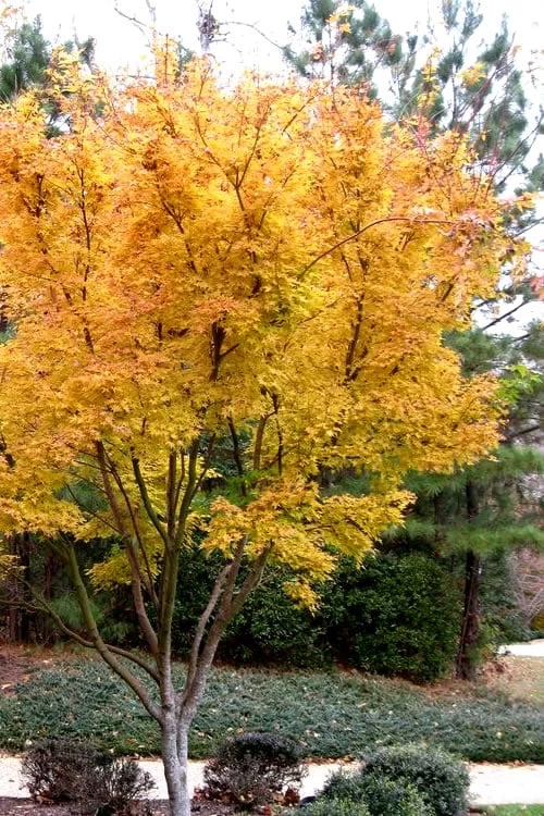 Sango Kaku Coral Bark Japanese Maple - 2 Gallon Pot - Image 5