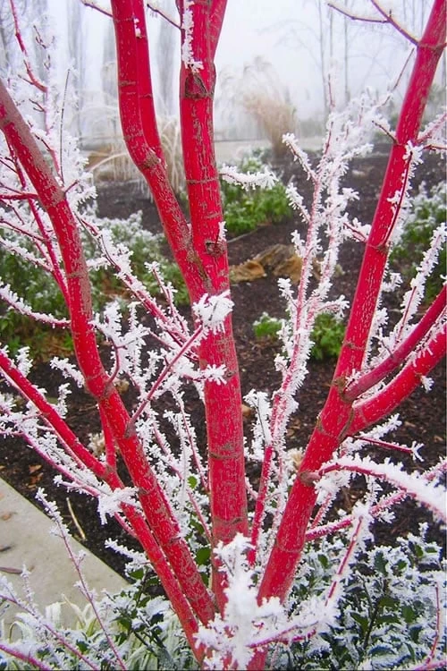 Sango Kaku Coral Bark Japanese Maple - 2 Gallon Pot - Image 6