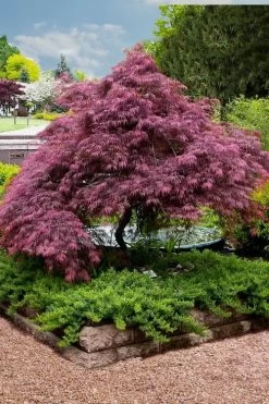 Tamukeyama Dwarf Red Japanese Maple - 5 Gallon Pot