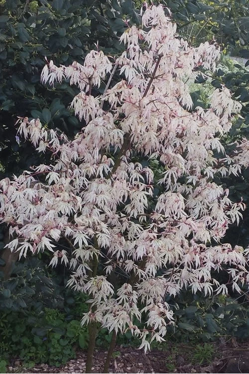 Ukigumo Floating Cloud Ghost Japanese Maple - 7 Gallon Pot - Image 4