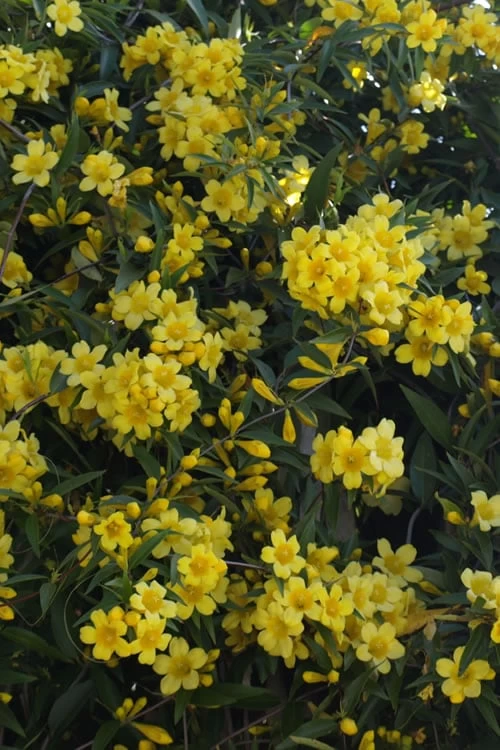 Duet Yellow Jasmine (Jessamine) - 2 Gallon Pot - Image 6