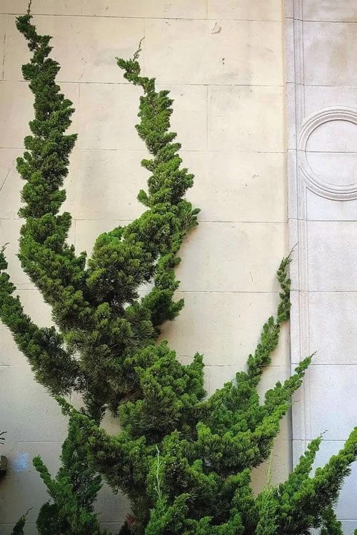 Hollywood Torulosa Juniper - 1 Gallon Pot - Image 5