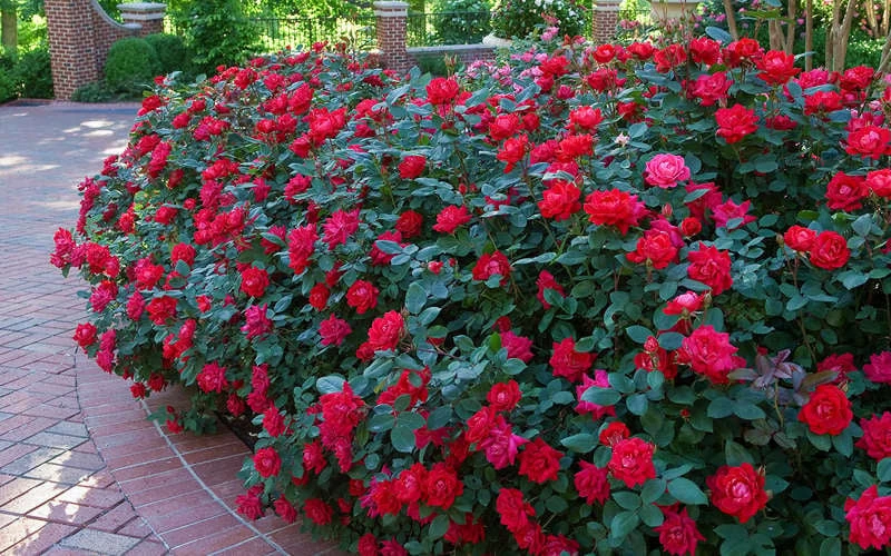 Red Double Knock Out Rose - 1 Gallon Pot - Image 4
