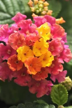 Little Lucky Hot Pink Lantana - 1 Gallon Pot