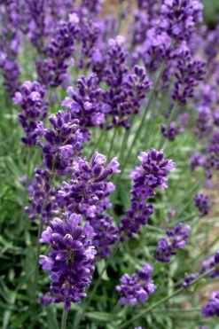 Hidcote Blue English Lavender - 6 Pack Of Pint Pots