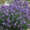 SuperBlue English Lavender - 1 Gallon Pot