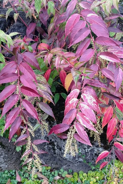 Rainbow Leucothoe (Drooping Fetterbush) - Leucothoe Fontanesiana - 1 Gallon Pot - Image 5
