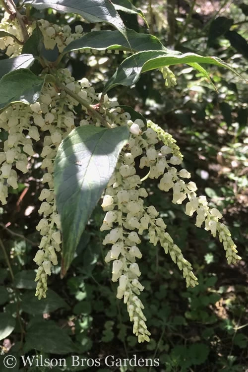 Rainbow Leucothoe (Drooping Fetterbush) - Leucothoe Fontanesiana - 1 Gallon Pot - Image 6