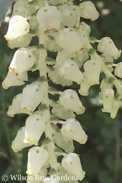 Rainbow Leucothoe (Drooping Fetterbush) - Leucothoe Fontanesiana - 1 Gallon Pot - Image 7
