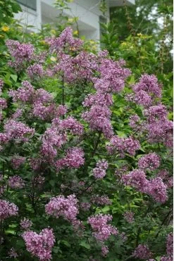Bloomerang Purple Lilac - 2 Gallon Pot