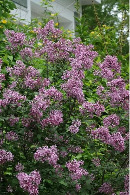 Bloomerang Purple Lilac - 2 Gallon Pot