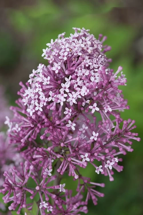 Bloomerang Purple Lilac - 2 Gallon Pot - Image 4